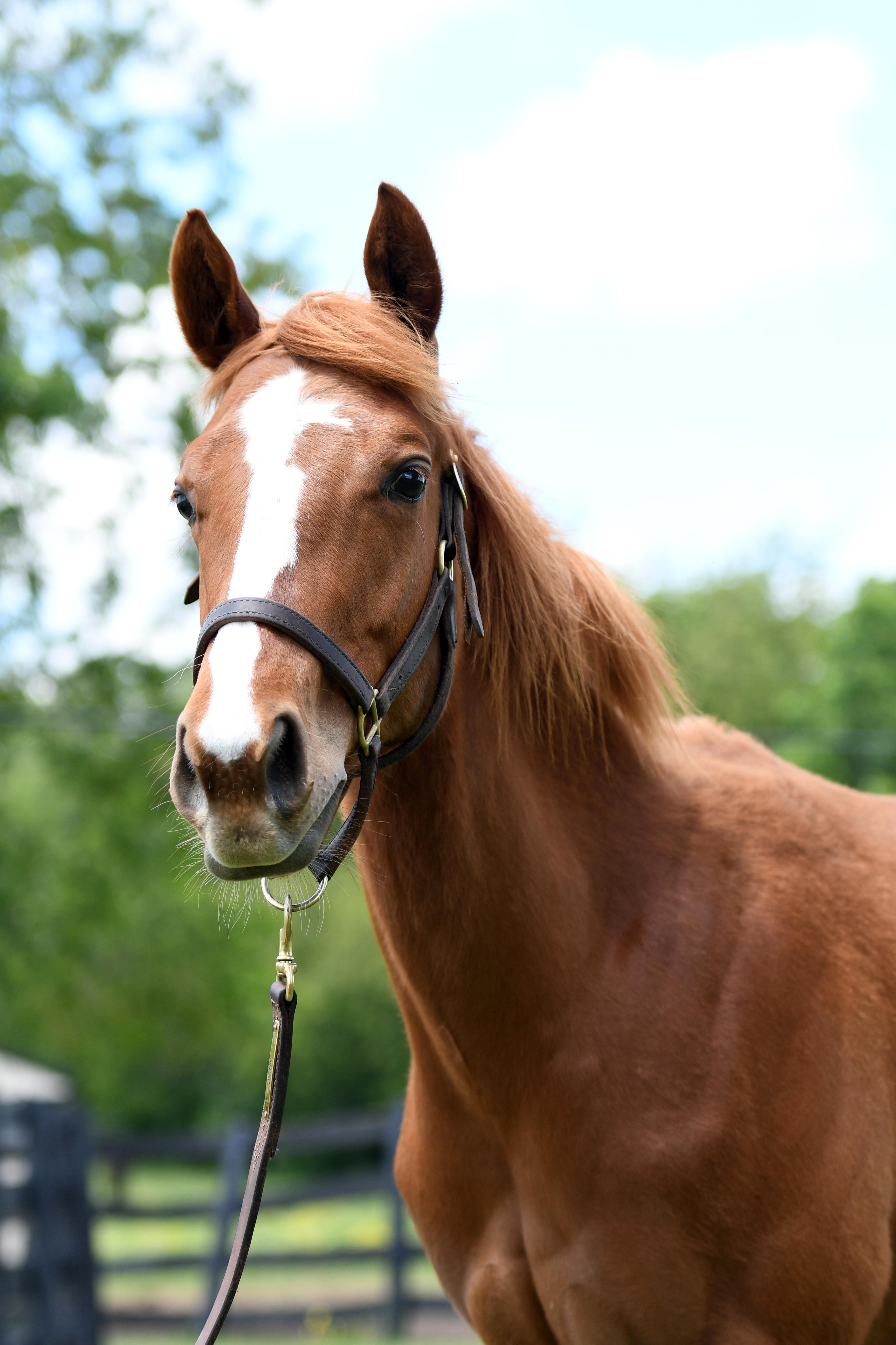 Enlarge Firefly Forever, an adopted Thoroughbred in Nicholasville, KY image 2/4
