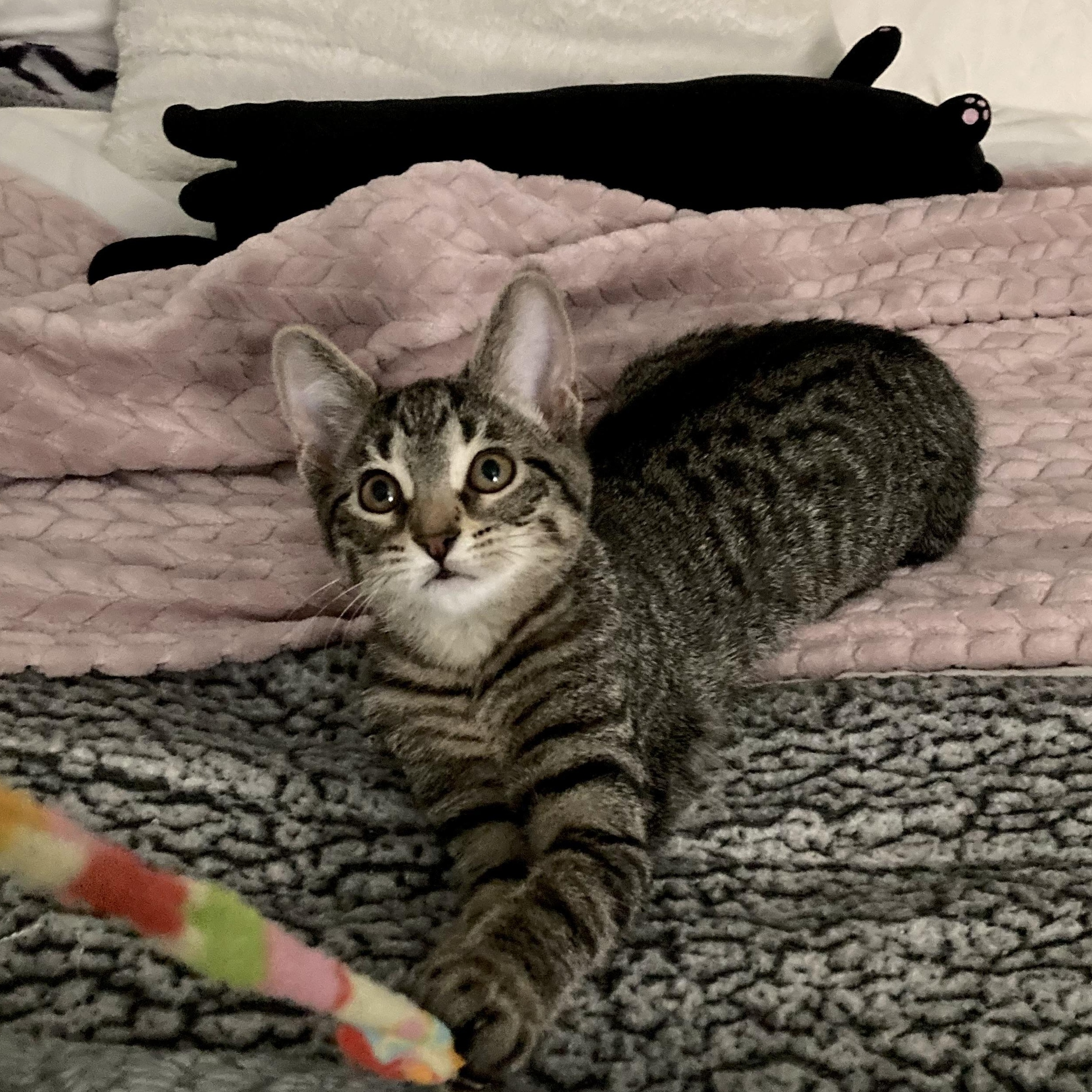 Ariana & Cynthia, bonded pair, adopted, Kitten Female Domestic Short Hair.