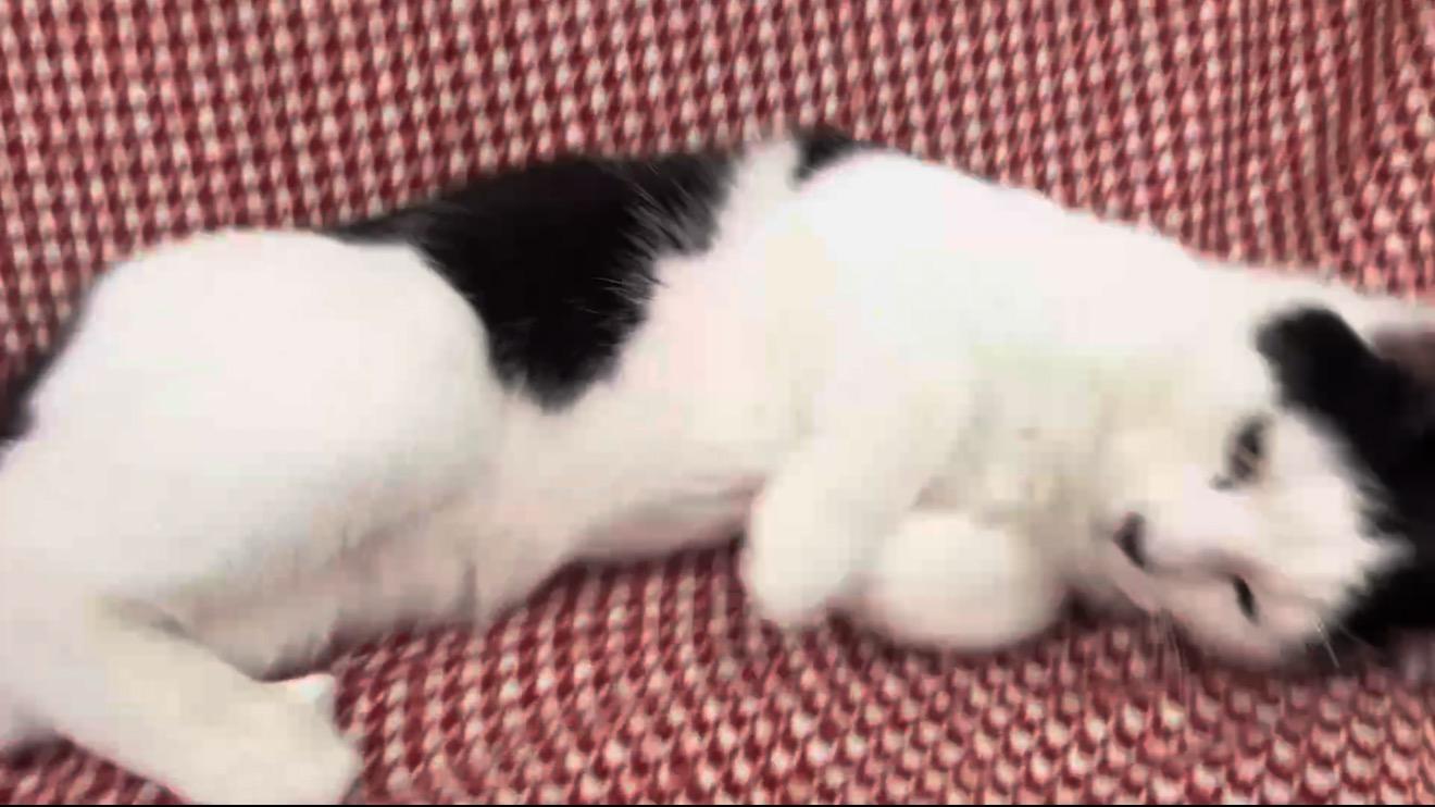 Enlarge Eeyore, a Adoptable Domestic Short Hair in Pueblo, CO image 2/2