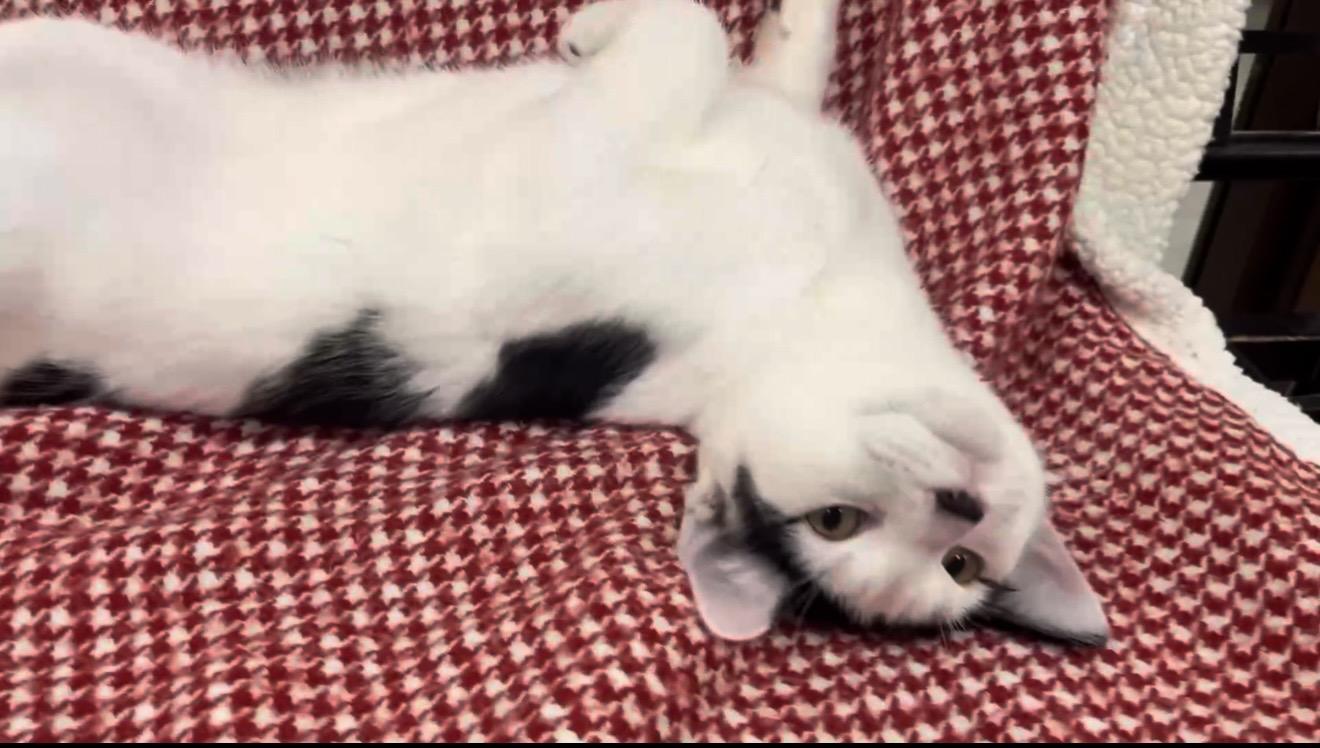Eeyore, Adoptable, Kitten Male Domestic Short Hair.