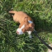 Enlarge Coda - MISSING, a Adoptable Pit Bull Terrier in Lynchburg, VA image 2/6