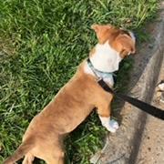 Coda - MISSING, a Adoptable Pit Bull Terrier in Lynchburg, VA image 2/6