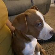 Coda - MISSING, a Adoptable Pit Bull Terrier in Lynchburg, VA image 3/6