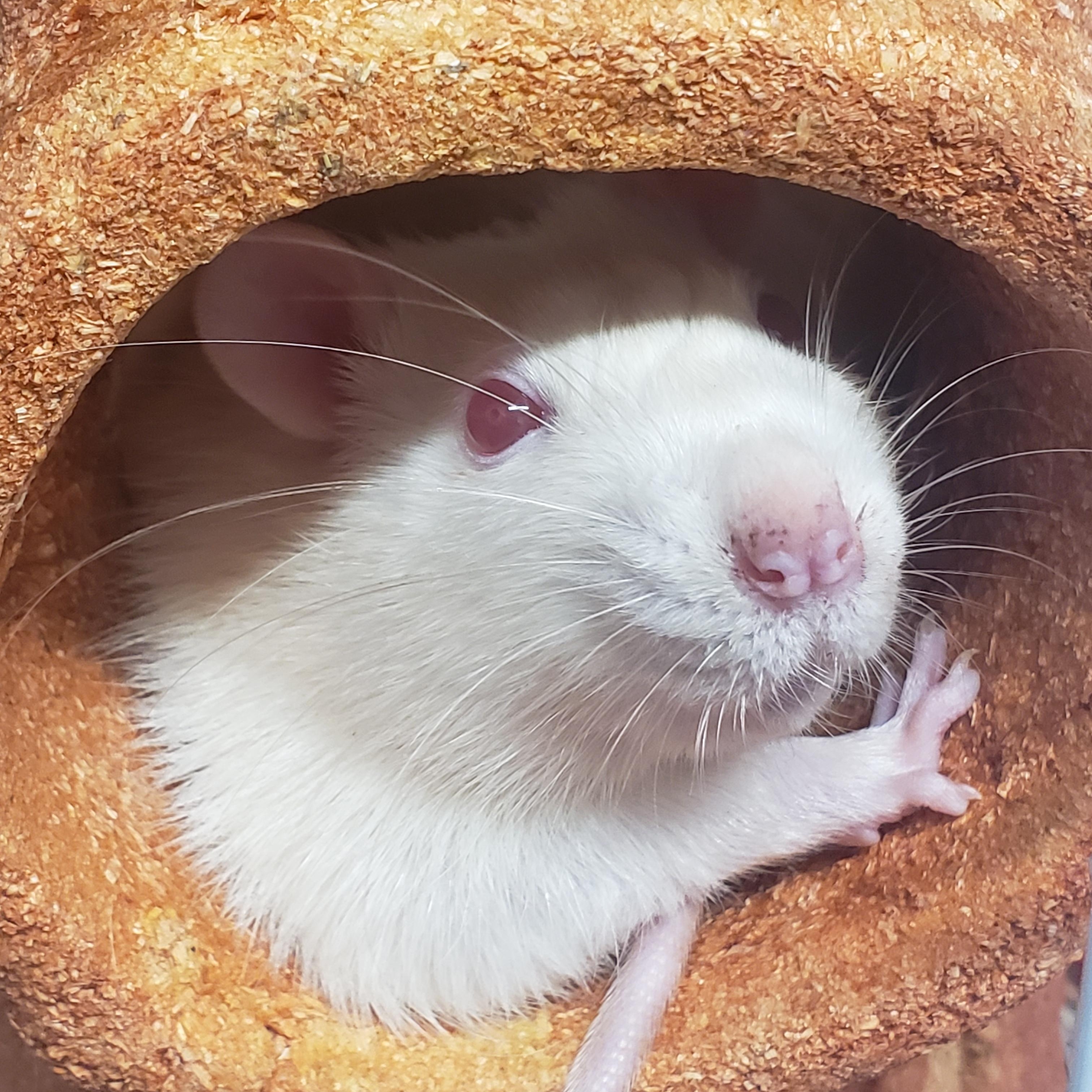 Enlarge Rats mâles , a ADOPTABLE Rat in Anjou, QC image 1/3