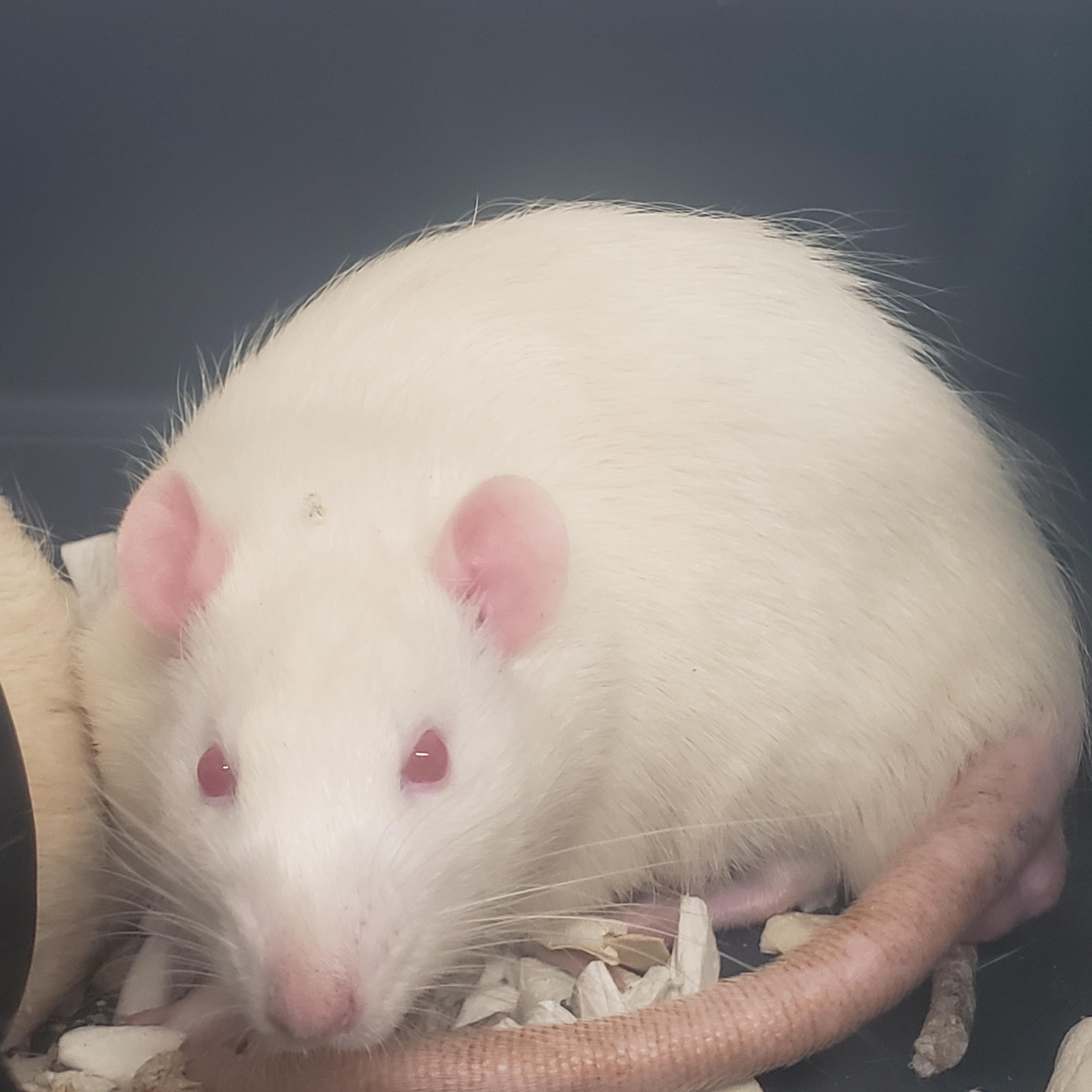 Enlarge Rats mâles , a ADOPTABLE Rat in Anjou, QC image 2/3