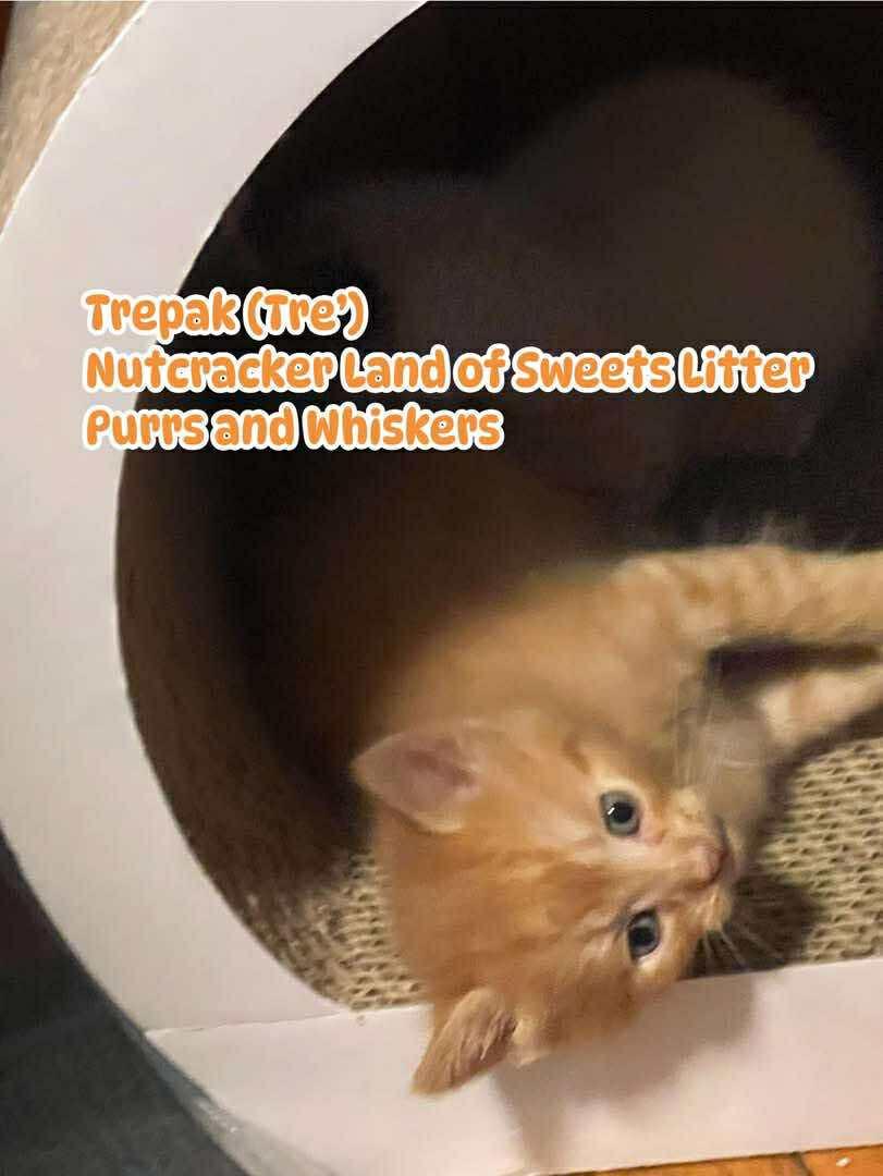 Trepak (Tre), ADOPTABLE, Kitten Male Domestic Short Hair.