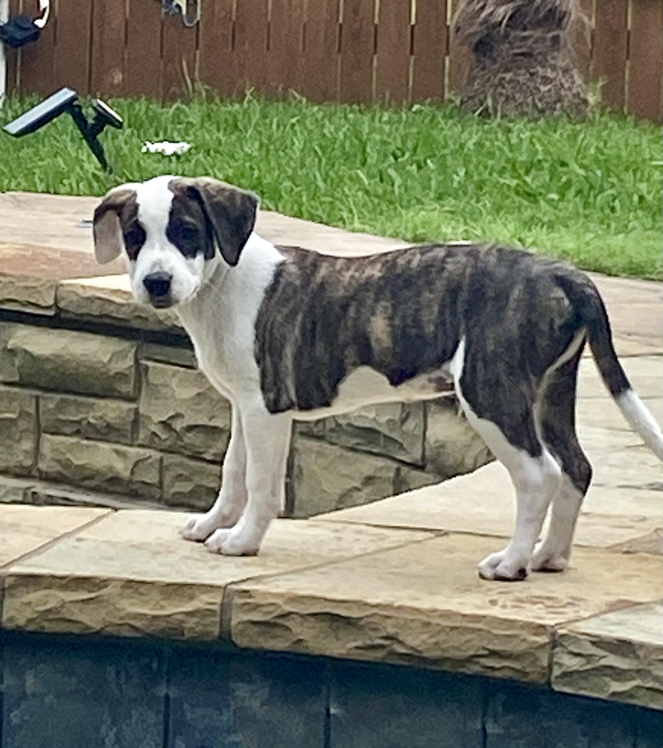 Chipper, an adopted mixed breed in Coppell, TX image 5/5