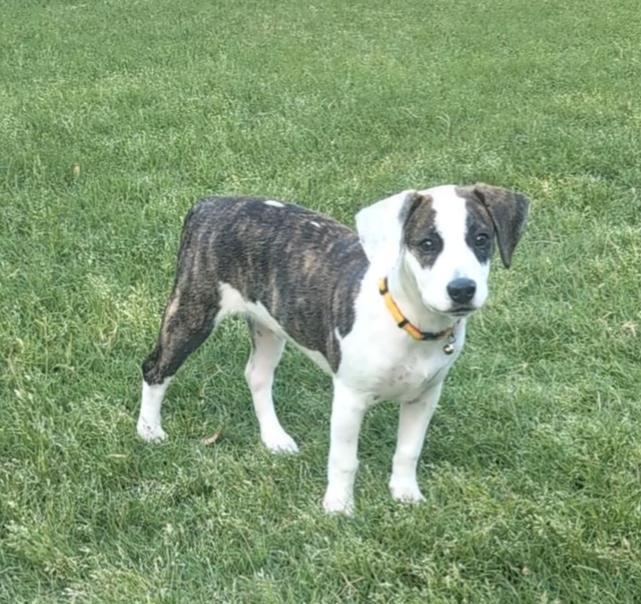 Chipper, an adopted mixed breed in Coppell, TX image 1/5