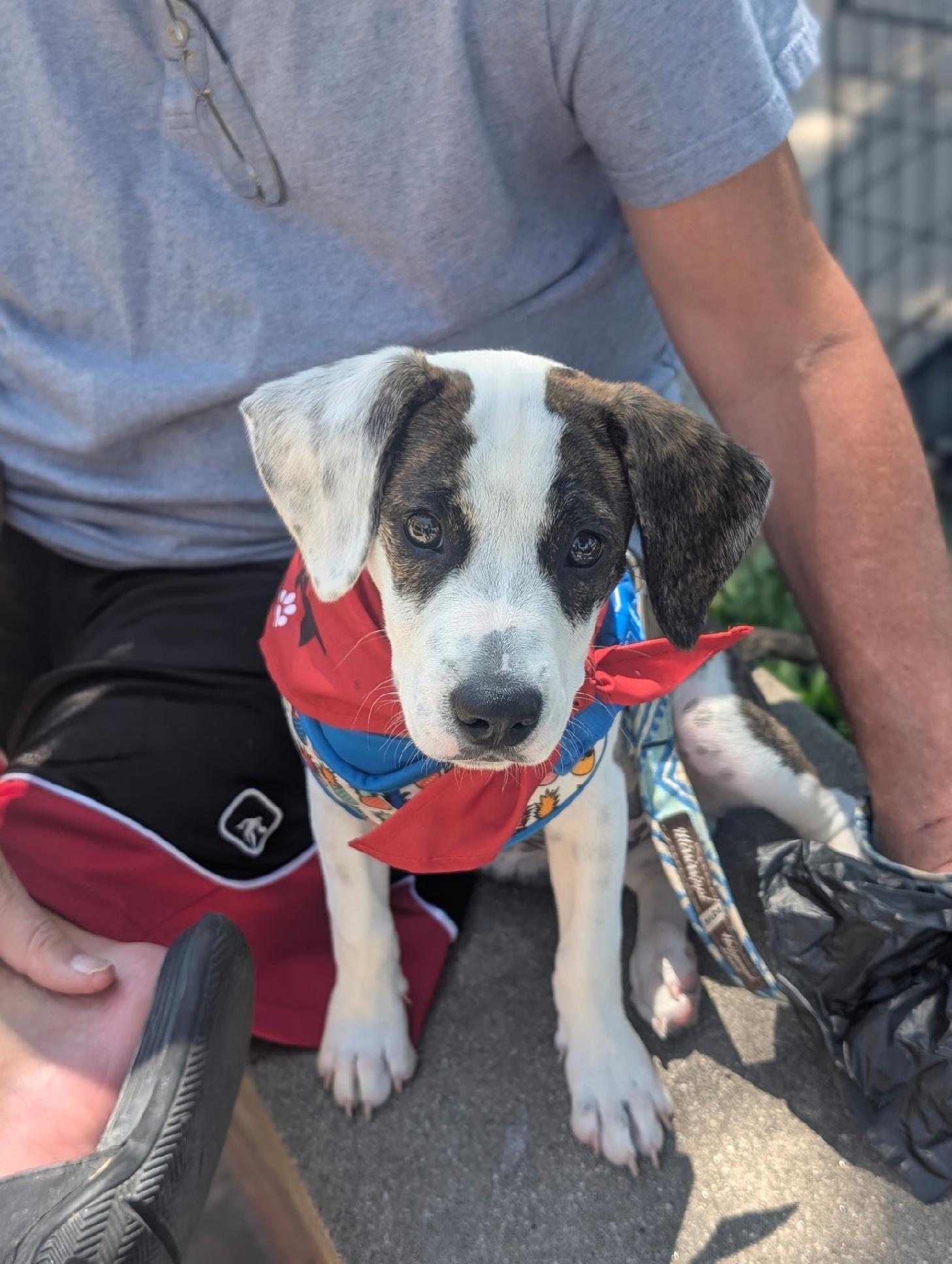 Chipper, an adopted mixed breed in Coppell, TX image 3/5