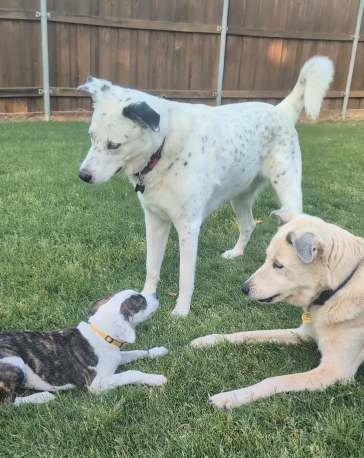 Chipper, an adopted mixed breed in Coppell, TX image 4/5