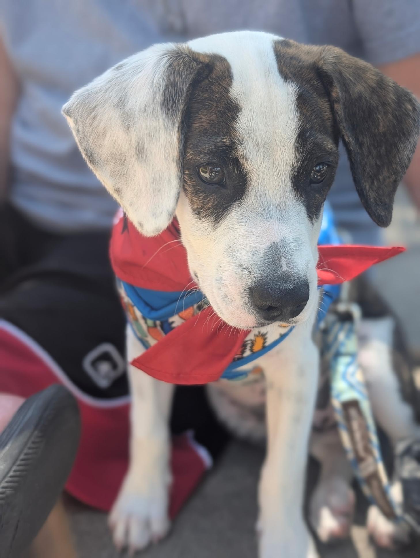 Chipper, an adopted mixed breed in Coppell, TX image 2/5