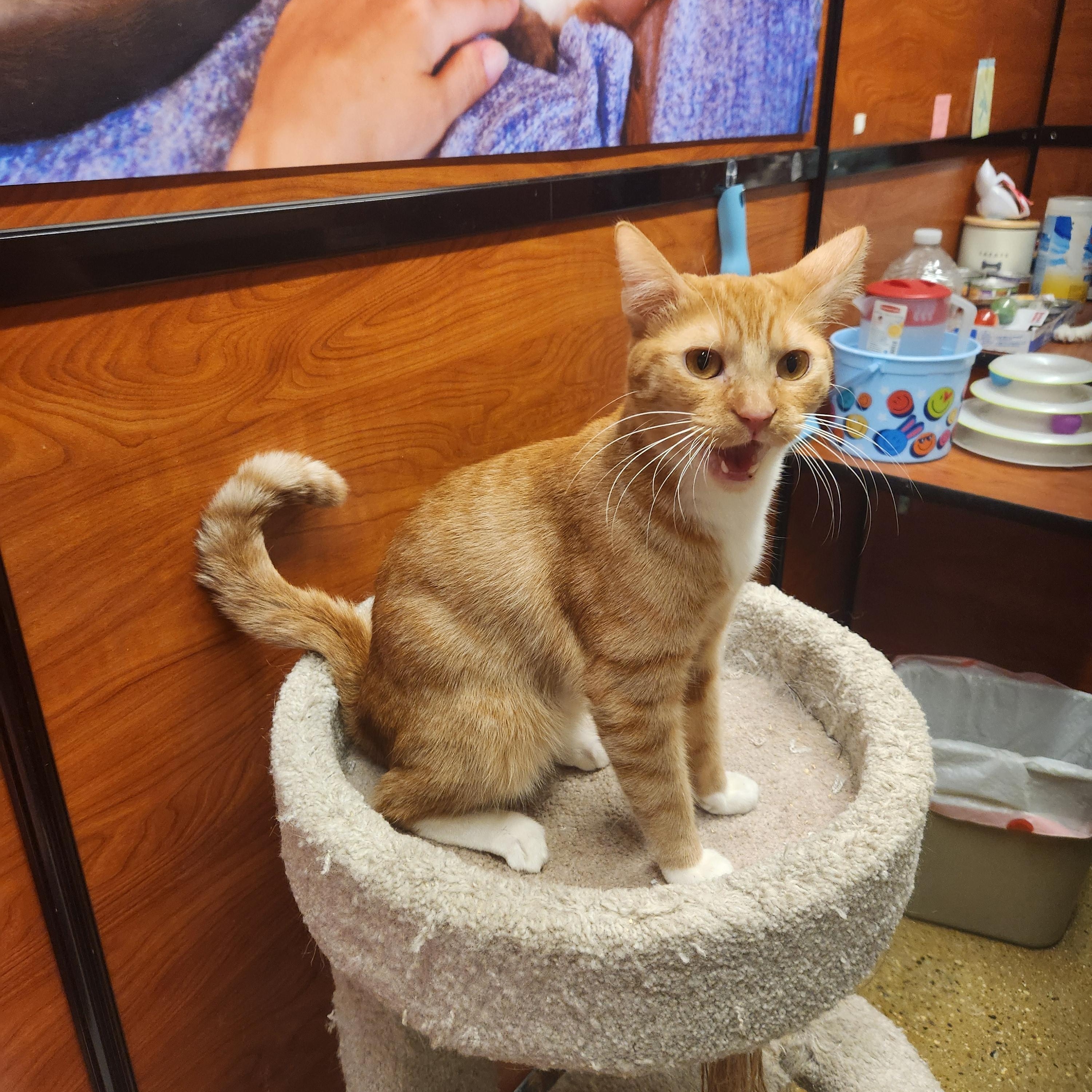 Milo, Adoptable, Adult Male Domestic Short Hair & American Shorthair.