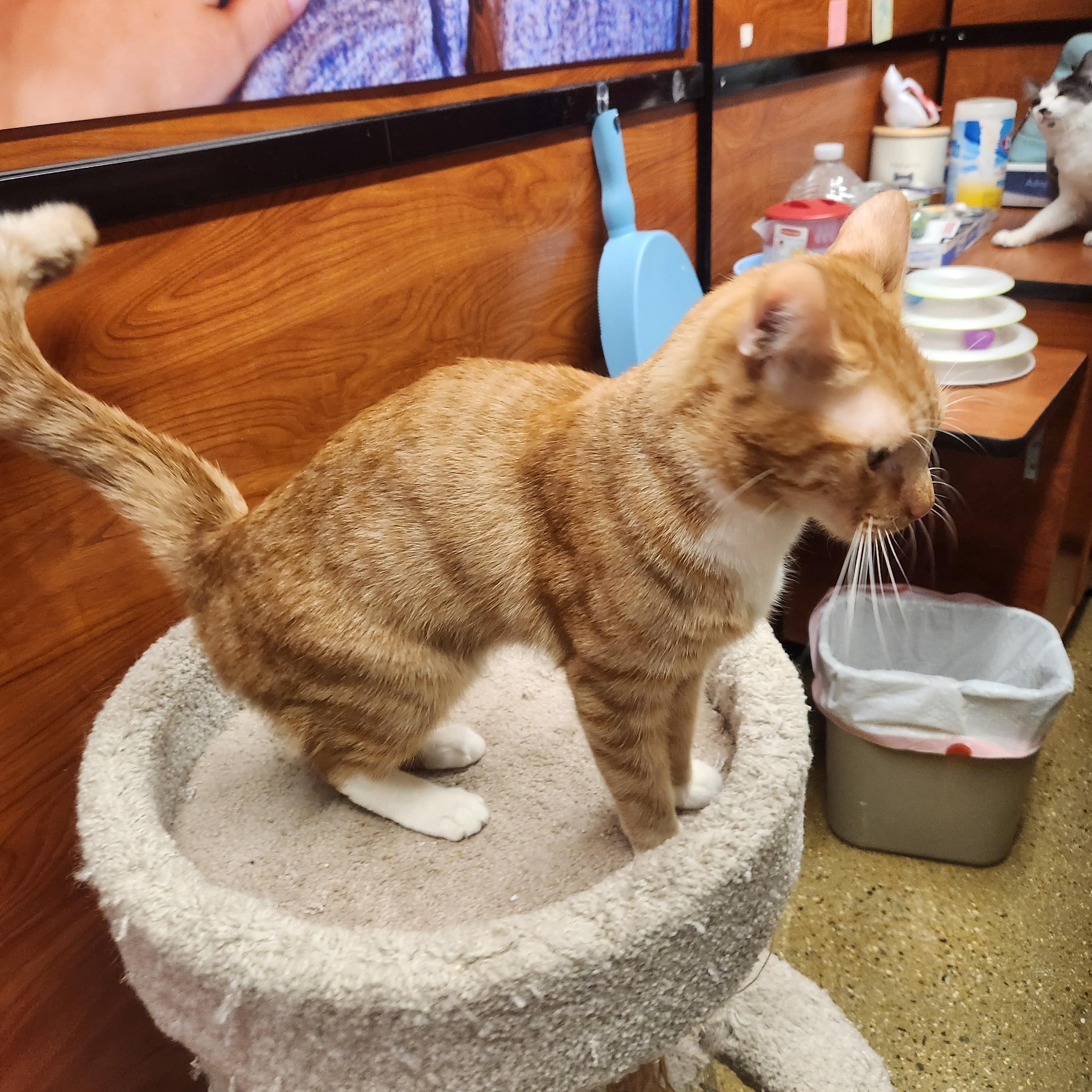 Milo, a Adoptable mixed breed in Buena Park, CA image 3/3