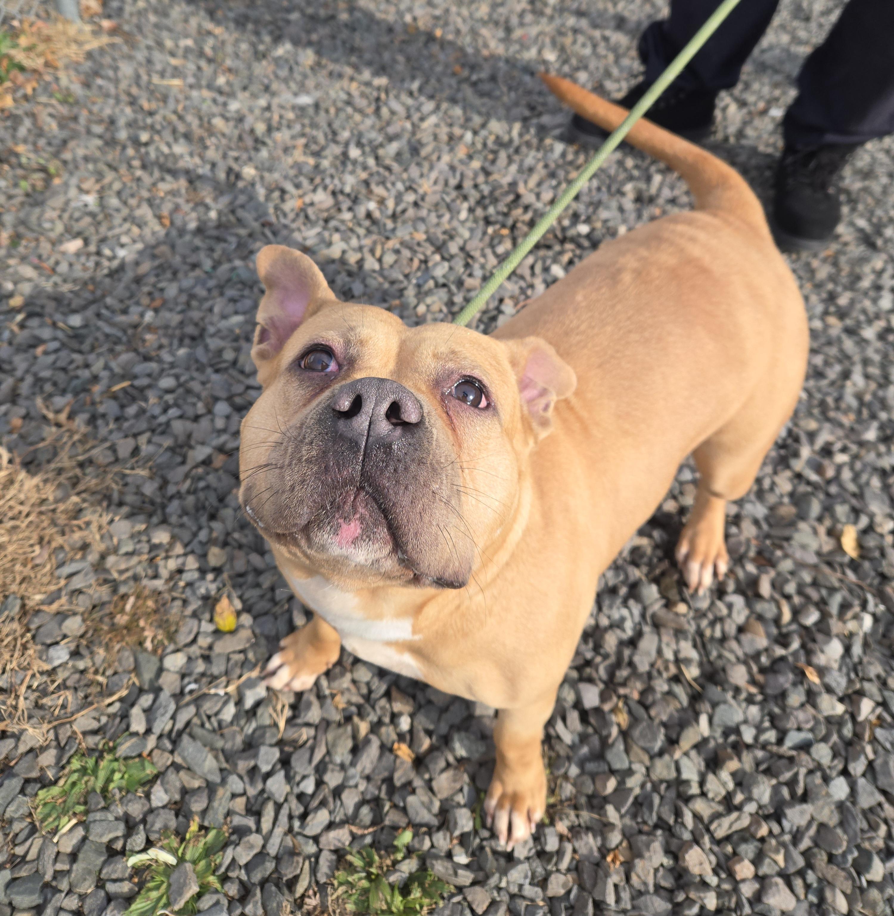 Enlarge Chili, a ADOPTABLE Pit Bull Terrier in Trenton, NJ image 2/4