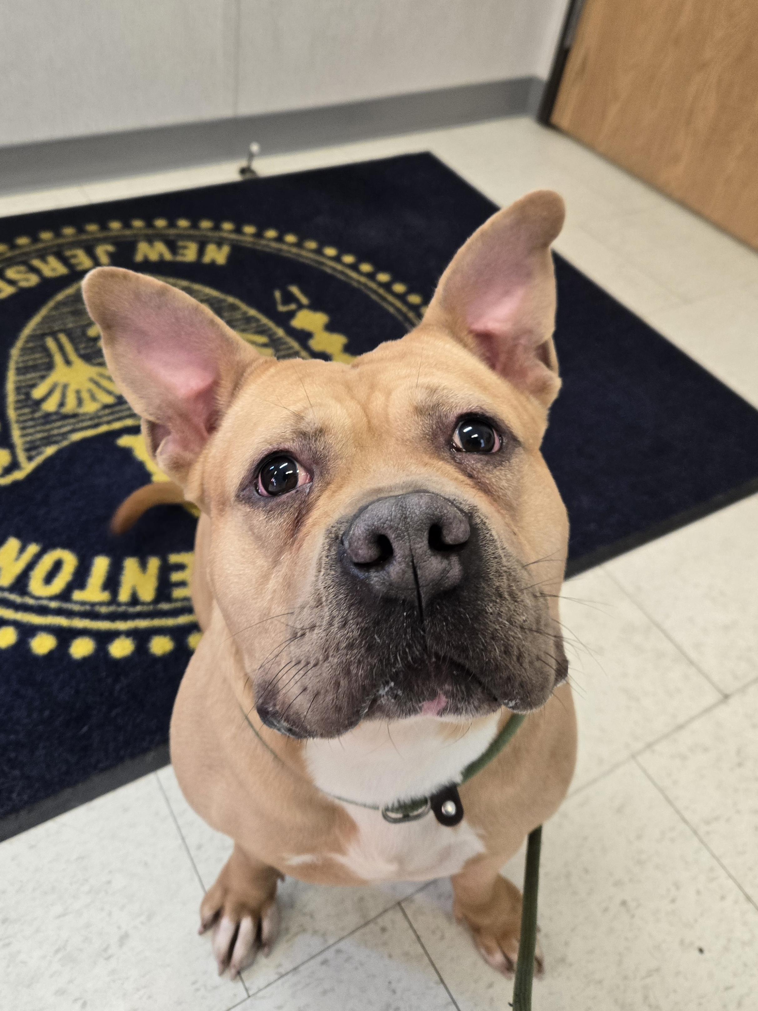 Enlarge Chili, a ADOPTABLE Pit Bull Terrier in Trenton, NJ image 3/4