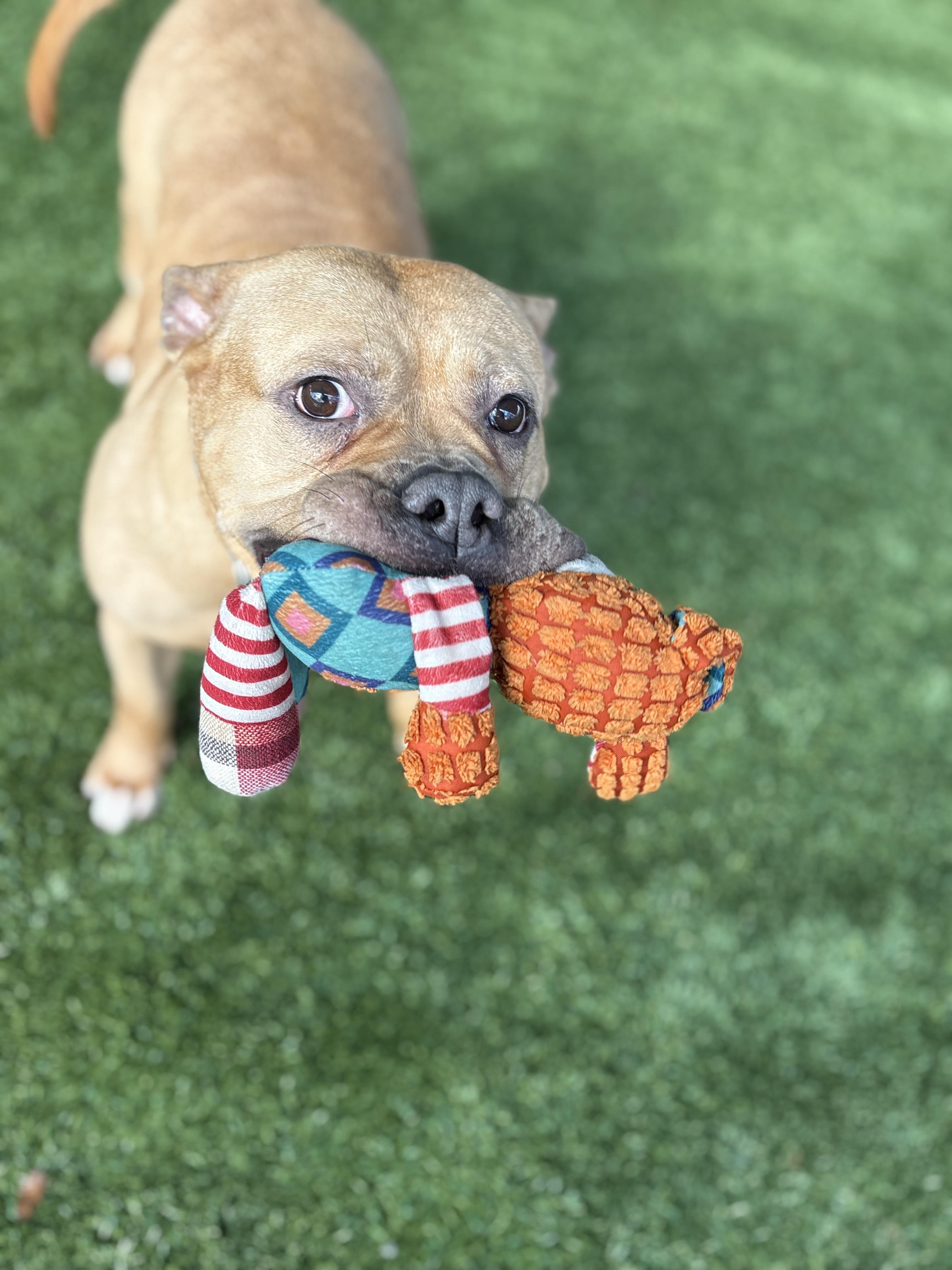 Chili, ADOPTABLE, Adult Female Pit Bull Terrier.