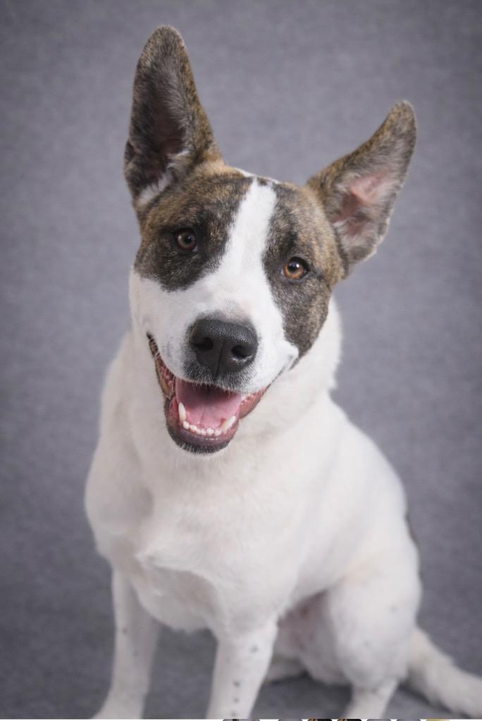 Chantilly 26, Adoptable, Puppy Female Mixed Breed & Australian Cattle Dog / Blue Heeler.