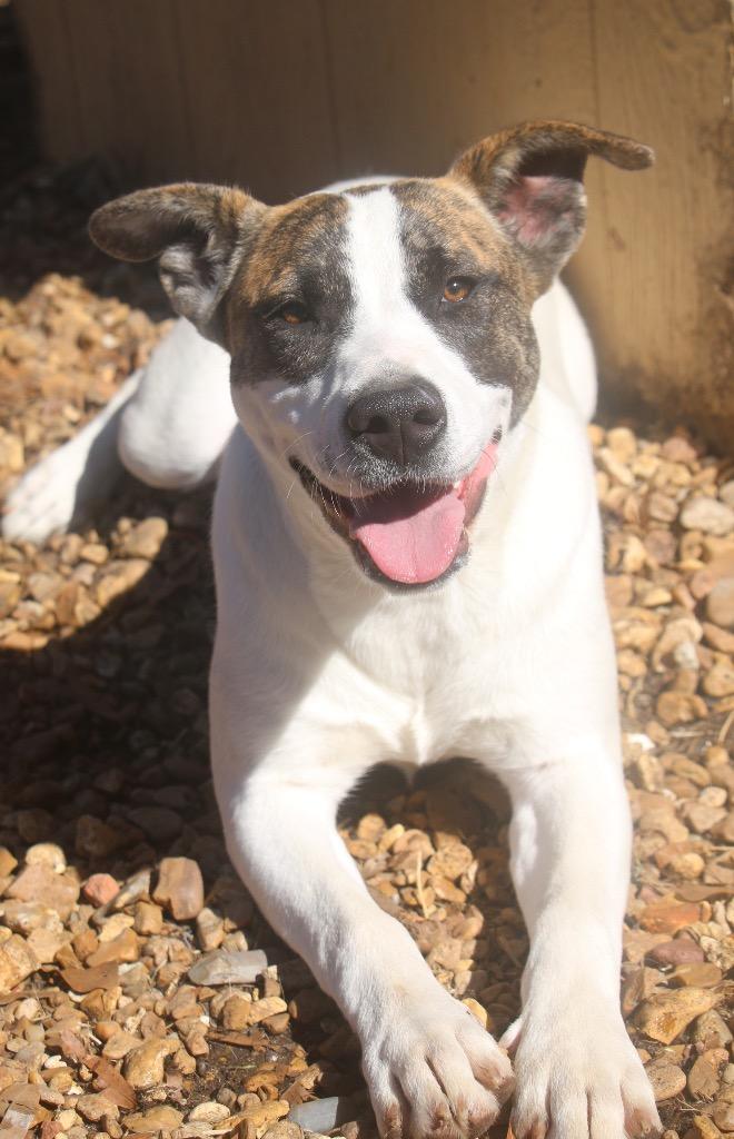 Enlarge Chantilly 26, a Adoptable mixed breed in Brookhaven, MS image 2/4