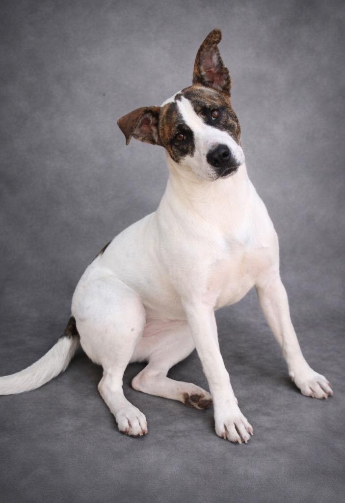 Enlarge Chantilly 26, a Adoptable mixed breed in Brookhaven, MS image 3/4