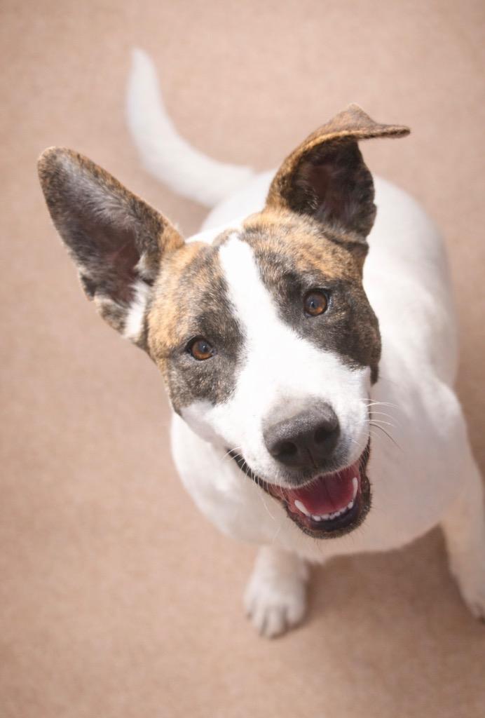 Enlarge Chantilly 26, a Adoptable mixed breed in Brookhaven, MS image 4/4