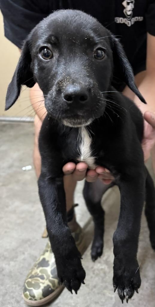 Hunter, Adopted, Puppy Male German Wirehaired Pointer & Labrador Retriever.