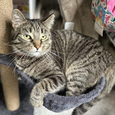 Enlarge Dodie, a Adoptable Domestic Short Hair in Tipp City, OH image 1/5