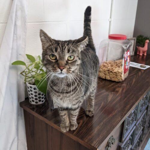 Enlarge Dodie, a Adoptable Domestic Short Hair in Tipp City, OH image 3/5