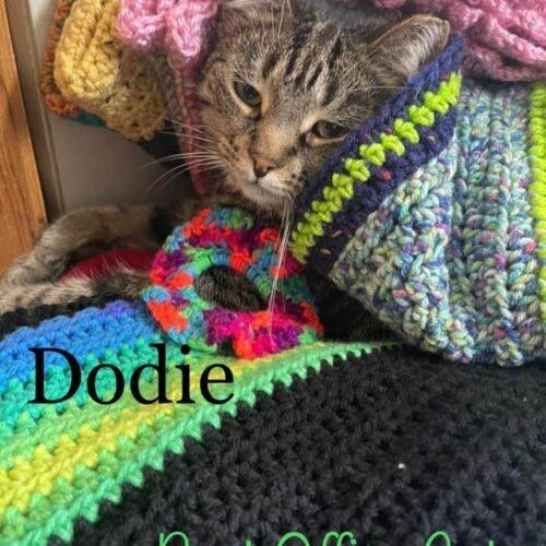 Enlarge Dodie, a Adoptable Domestic Short Hair in Tipp City, OH image 2/5