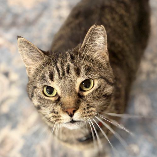 Enlarge Dodie, a Adoptable Domestic Short Hair in Tipp City, OH image 3/6