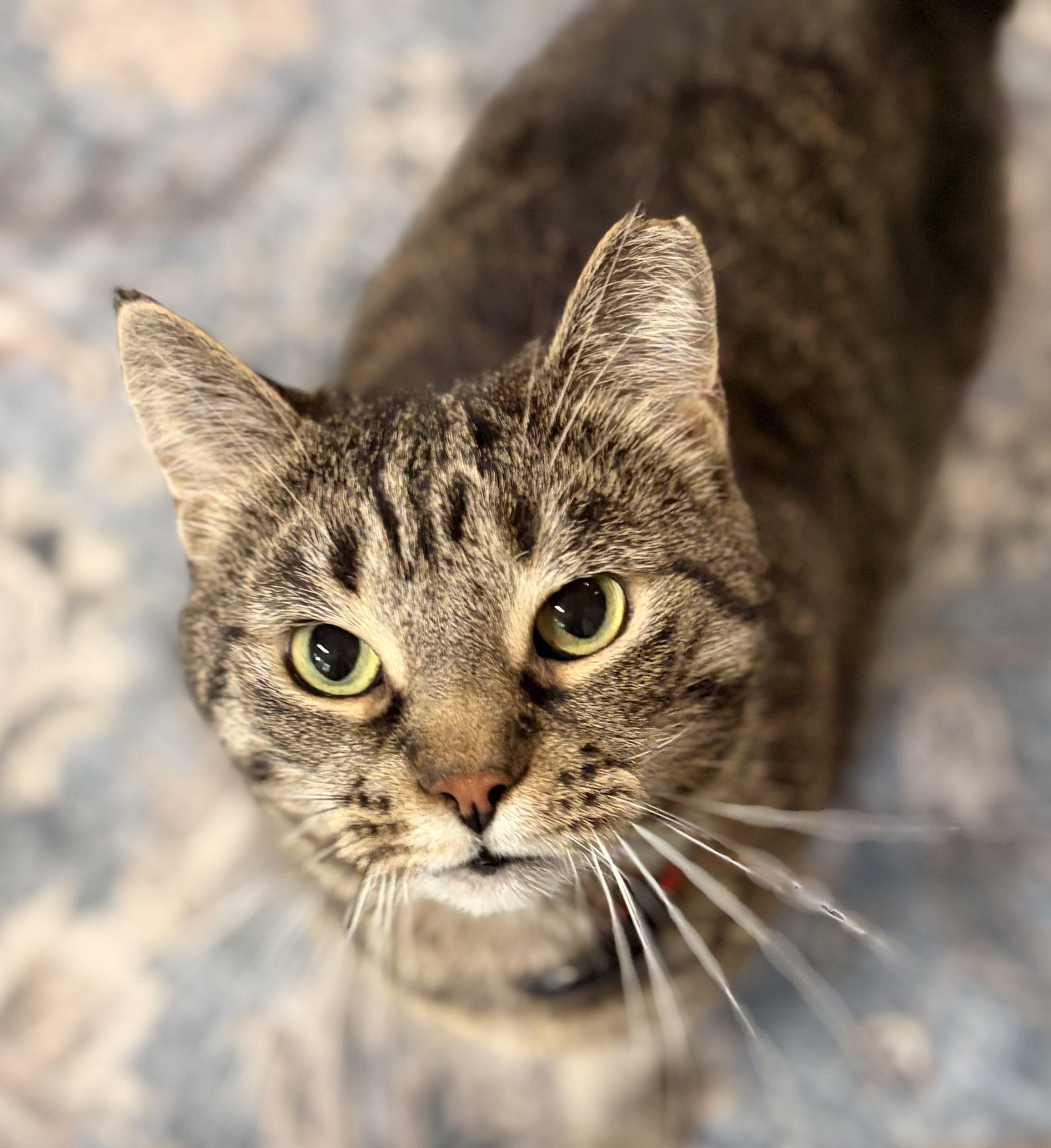 Enlarge Dodie, a Adoptable Domestic Short Hair in Tipp City, OH image 3/6