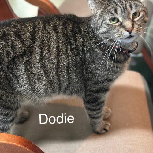 Enlarge Dodie, a Adoptable Domestic Short Hair in Tipp City, OH image 4/5