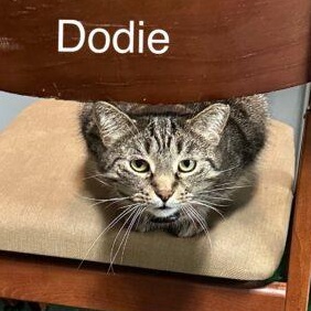 Enlarge Dodie, a Adoptable Domestic Short Hair in Tipp City, OH image 5/5