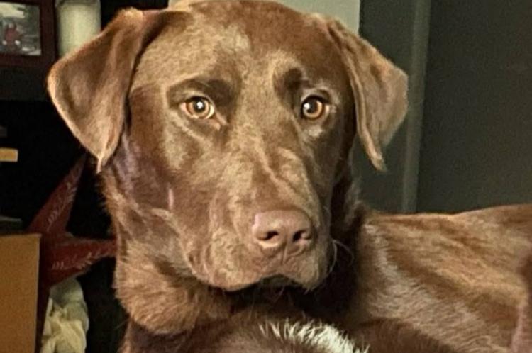 Ben Franklin, Adopted, Young Male Chocolate Labrador Retriever.