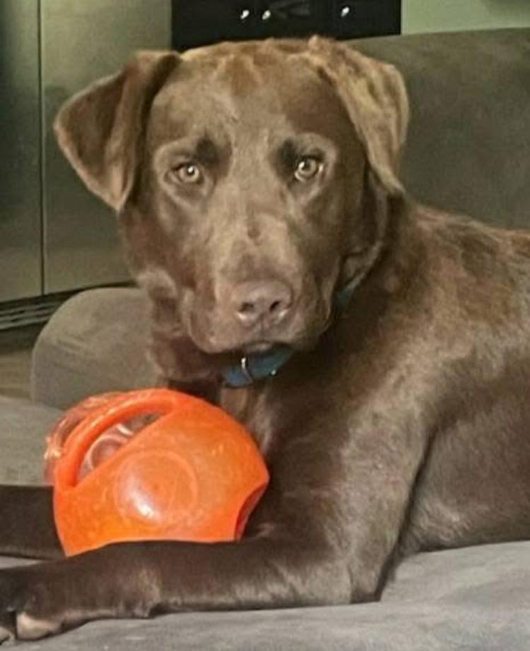 Ben Franklin, a Adopted mixed breed in Morganton, NC image 2/3