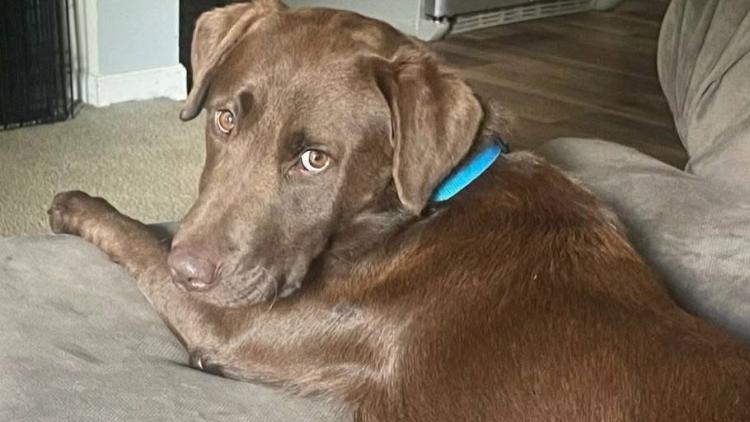 Ben Franklin, a Adopted mixed breed in Morganton, NC image 3/3