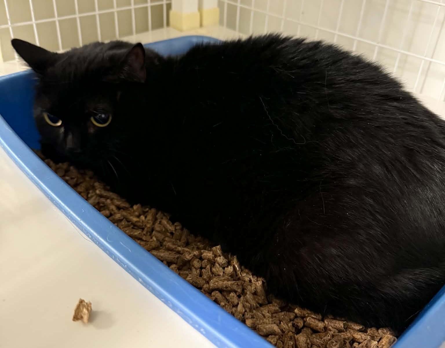 Enlarge Wisteria, a ADOPTABLE Domestic Medium Hair in Claremont, NH image 1/1