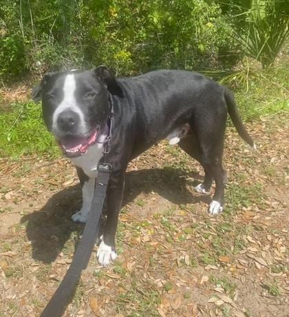Enlarge DILLO, a Adoptable Mixed Breed in Fernandina Beach, FL image 2/4