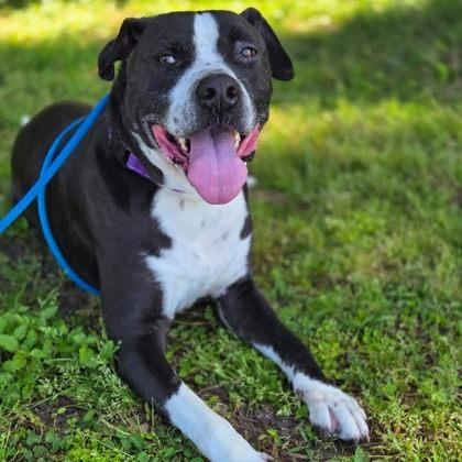 Enlarge DILLO, a Adoptable Mixed Breed in Fernandina Beach, FL image 1/4