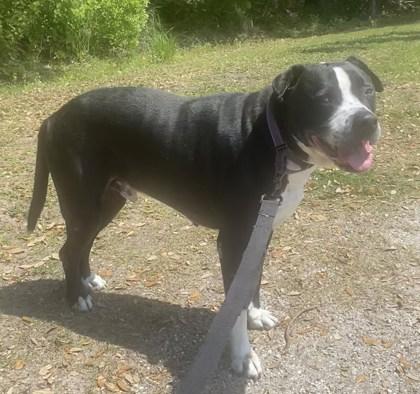 Enlarge DILLO, a Adoptable Mixed Breed in Fernandina Beach, FL image 3/4