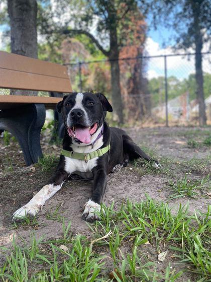 Enlarge DILLO, a Adoptable Mixed Breed in Fernandina Beach, FL image 4/4