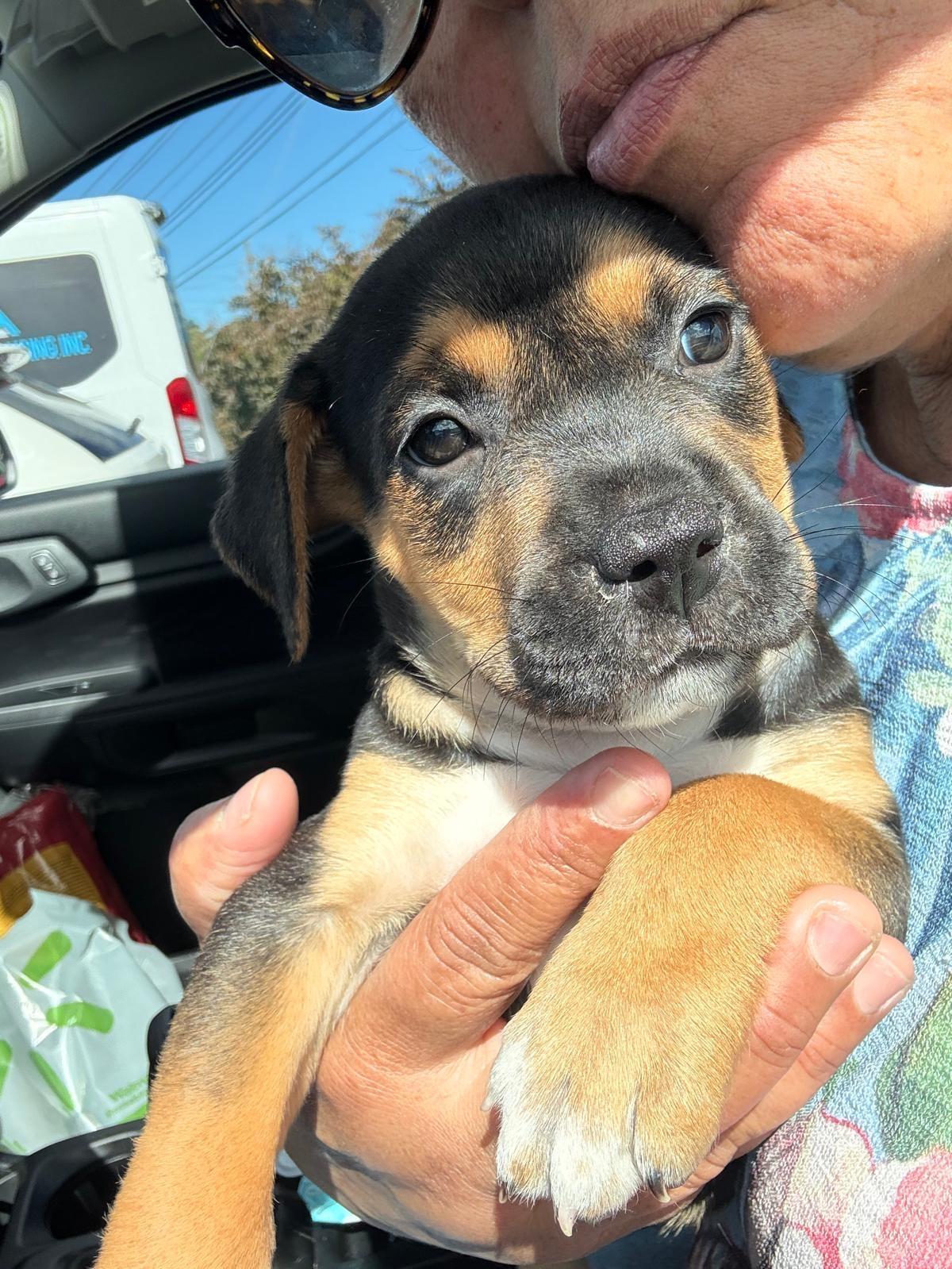 Peanut, an adopted mixed breed in hampton bays, NY image 2/3