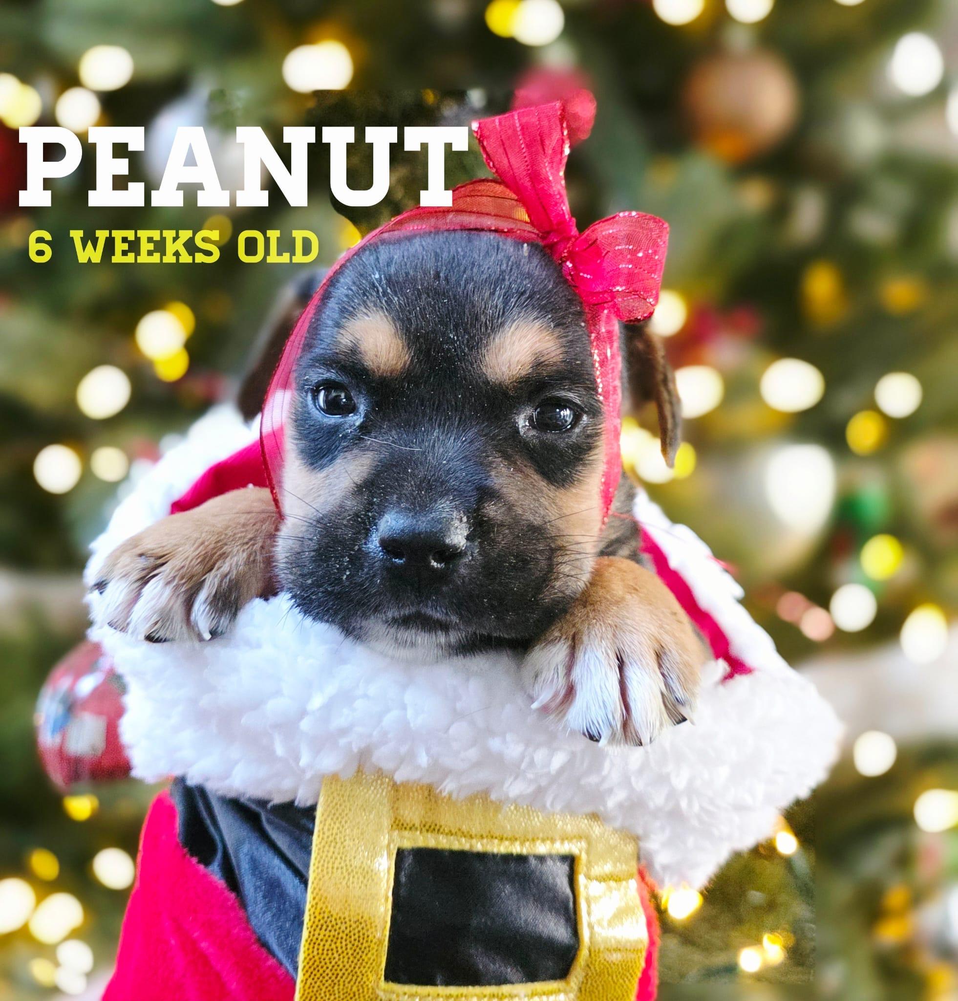 Peanut, an adopted mixed breed in hampton bays, NY image 1/3