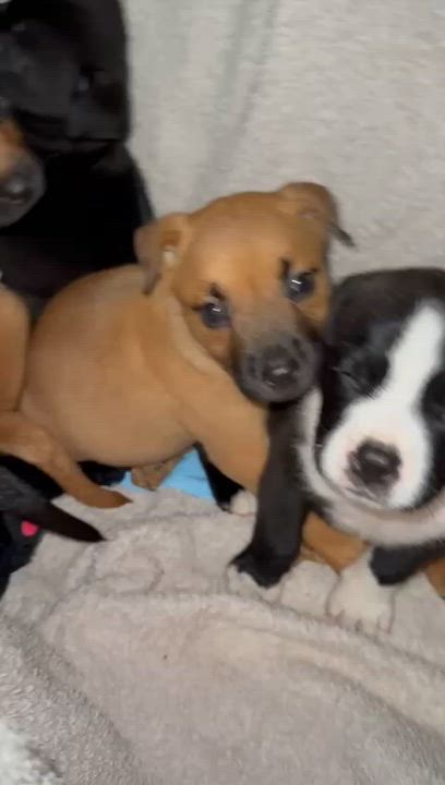 Enlarge Peanut, an adopted mixed breed in hampton bays, NY video 3/3