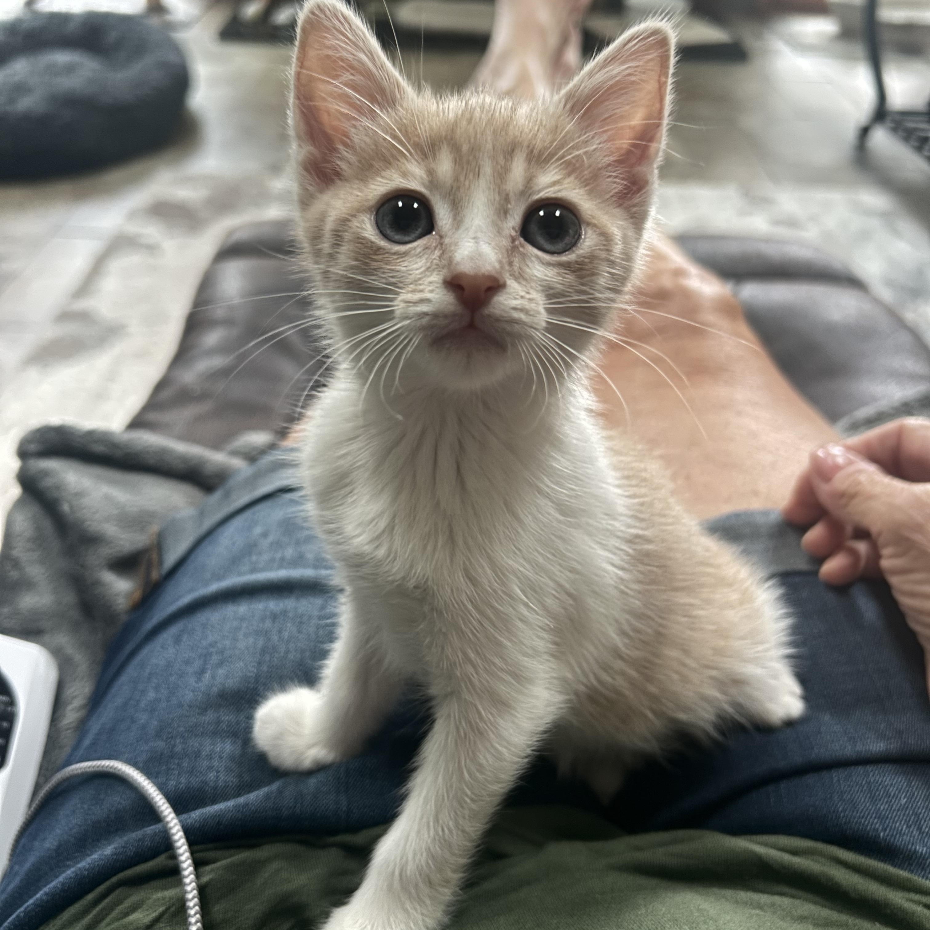 Karamel ( gentle and sweet), an adopted mixed breed in Macomb, MI image 3/5