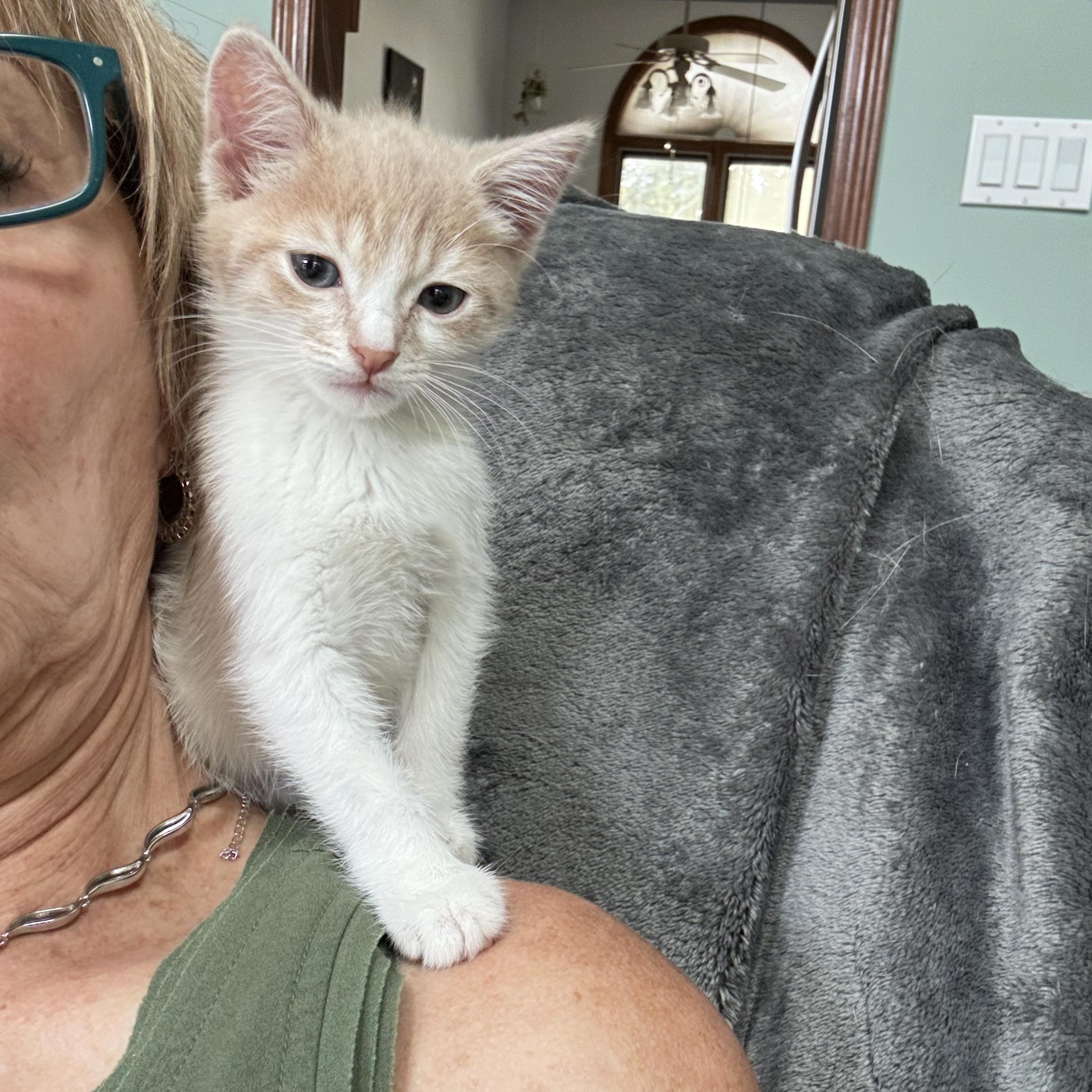 Karamel ( gentle and sweet), an adopted mixed breed in Macomb, MI image 4/5