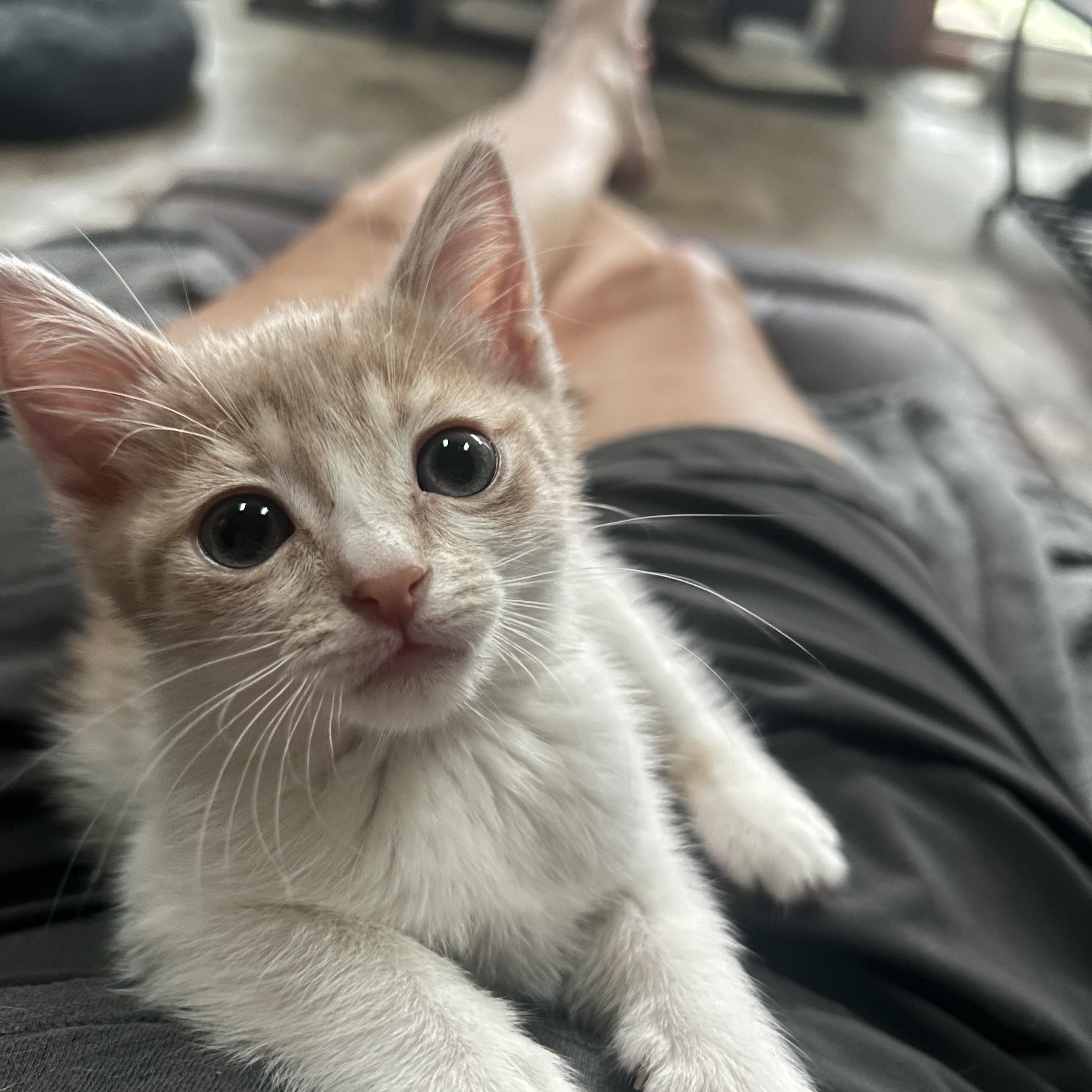 Karamel ( gentle and sweet), an adopted mixed breed in Macomb, MI image 2/5