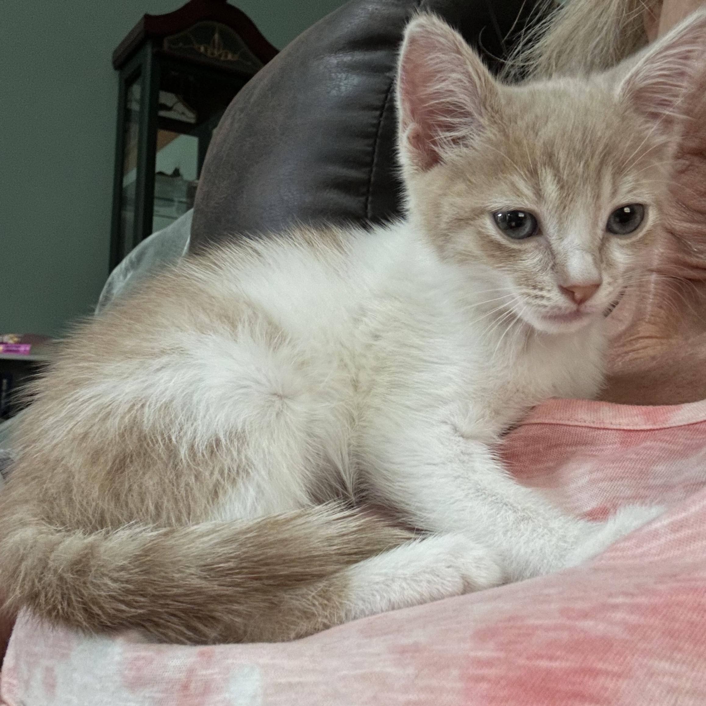 Karamel ( gentle and sweet), adopted, Kitten Female Domestic Short Hair.