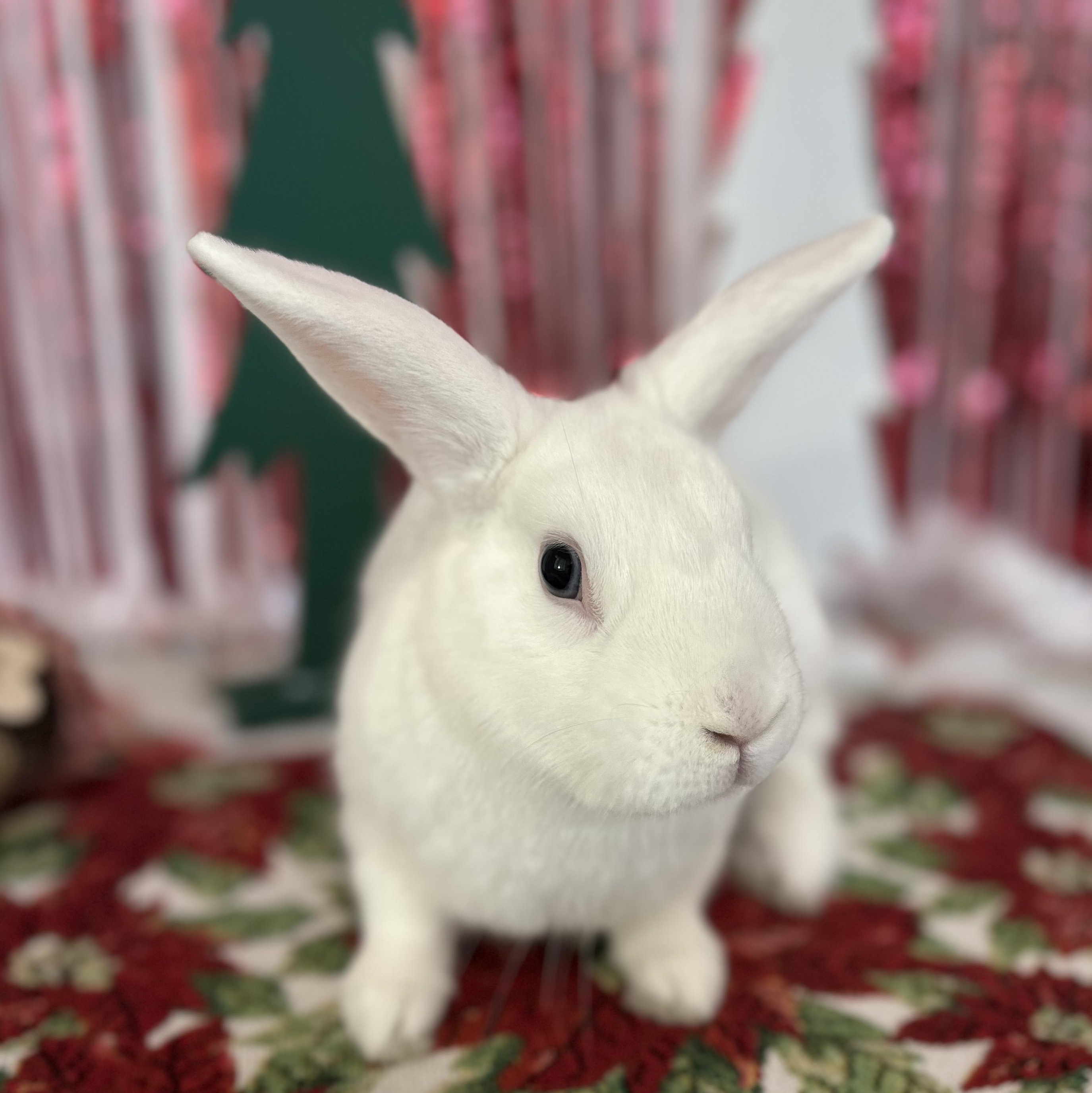 Dill, Adoptable, Adult Male Bunny Rabbit.