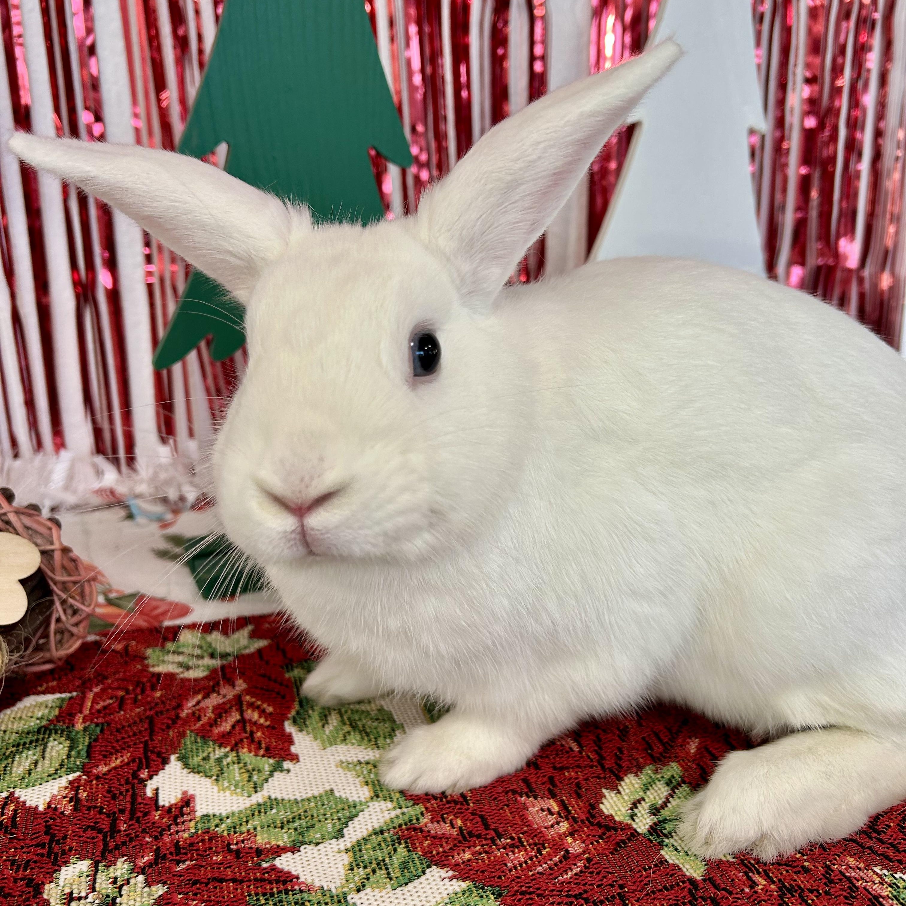 Enlarge Dill, an adopted Bunny Rabbit in Long Beach, CA image 2/3