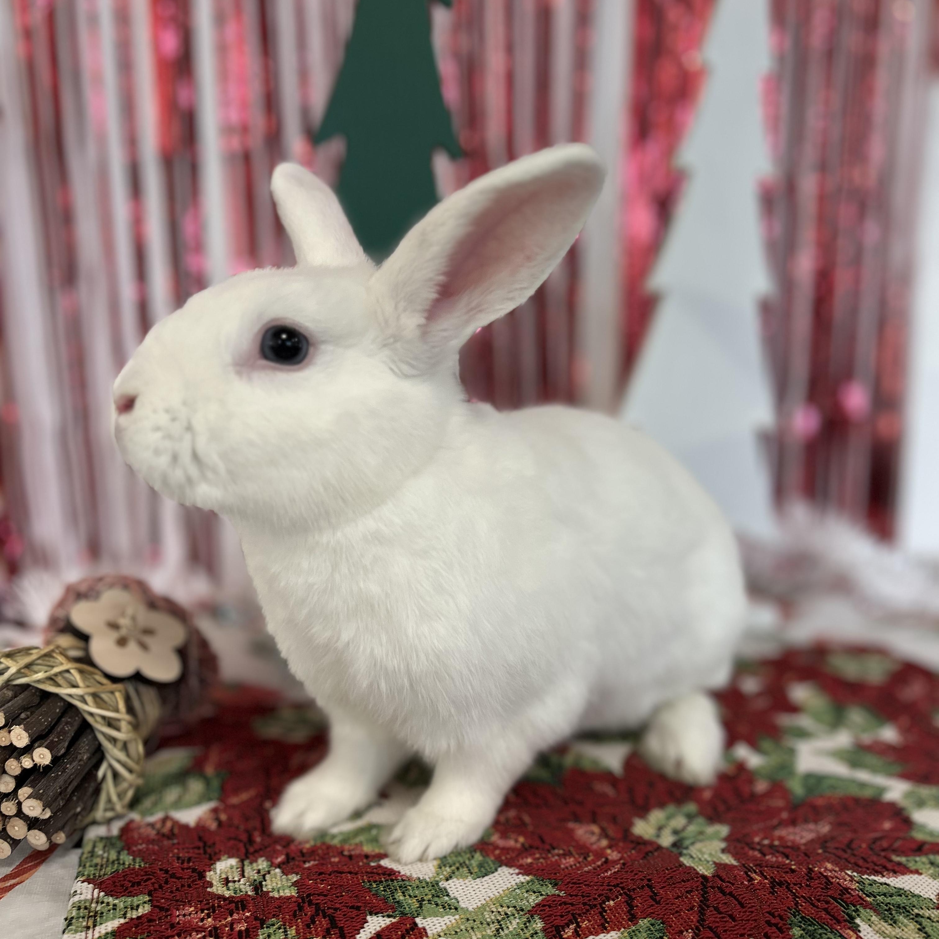 Enlarge Dill, an adopted Bunny Rabbit in Long Beach, CA image 3/3